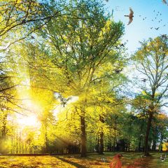 Therapy PODS Theme - Woodland Walk