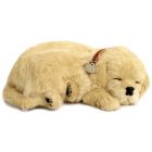 Precious Pets Puppy - Golden Retriever
