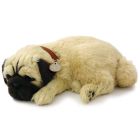 Precious Pets Puppy - Pug